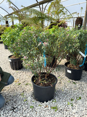 Daphne Transatlantica Pink Fragrance 20 Litre Pot 50-60cm