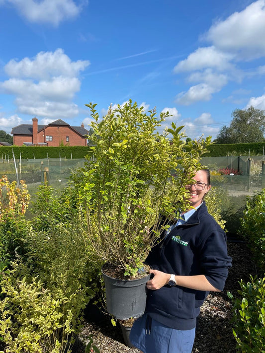 Golden Privet 10 Litre 90/100cm