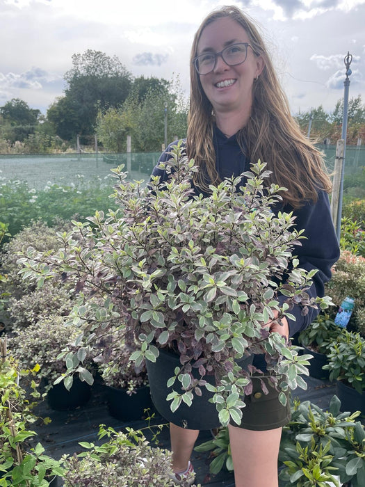Pittosporum Tenuifolium Bannow Bay 5 Litre Pot