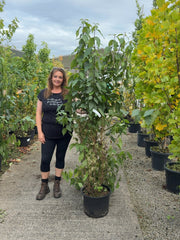 Callicarpa bod. Profusion 20 Litre 125/150cm