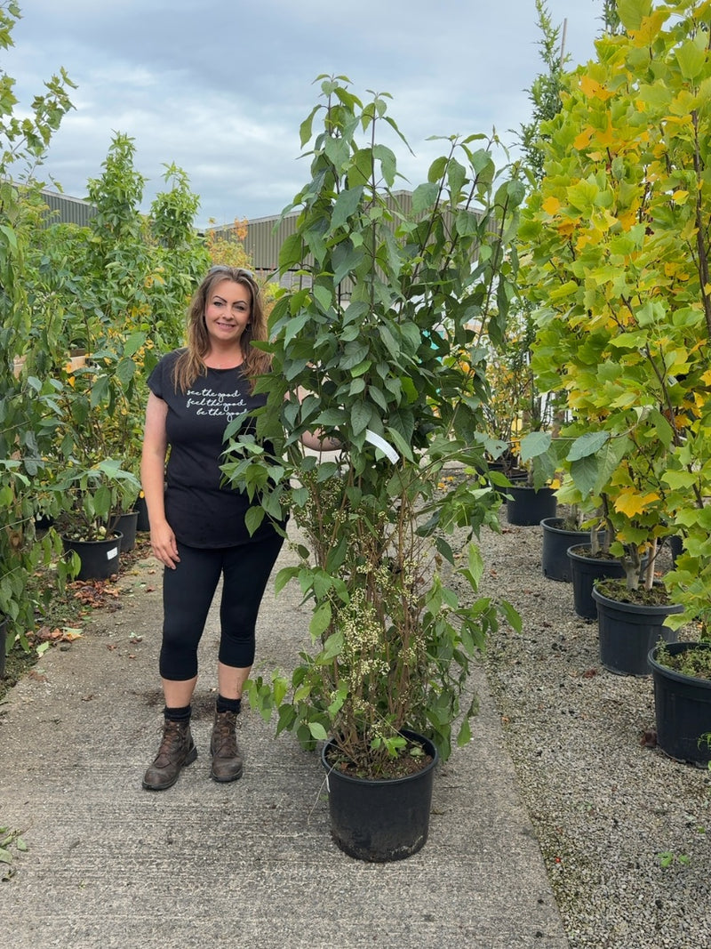 Callicarpa bod. Profusion 20 Litre 125/150cm