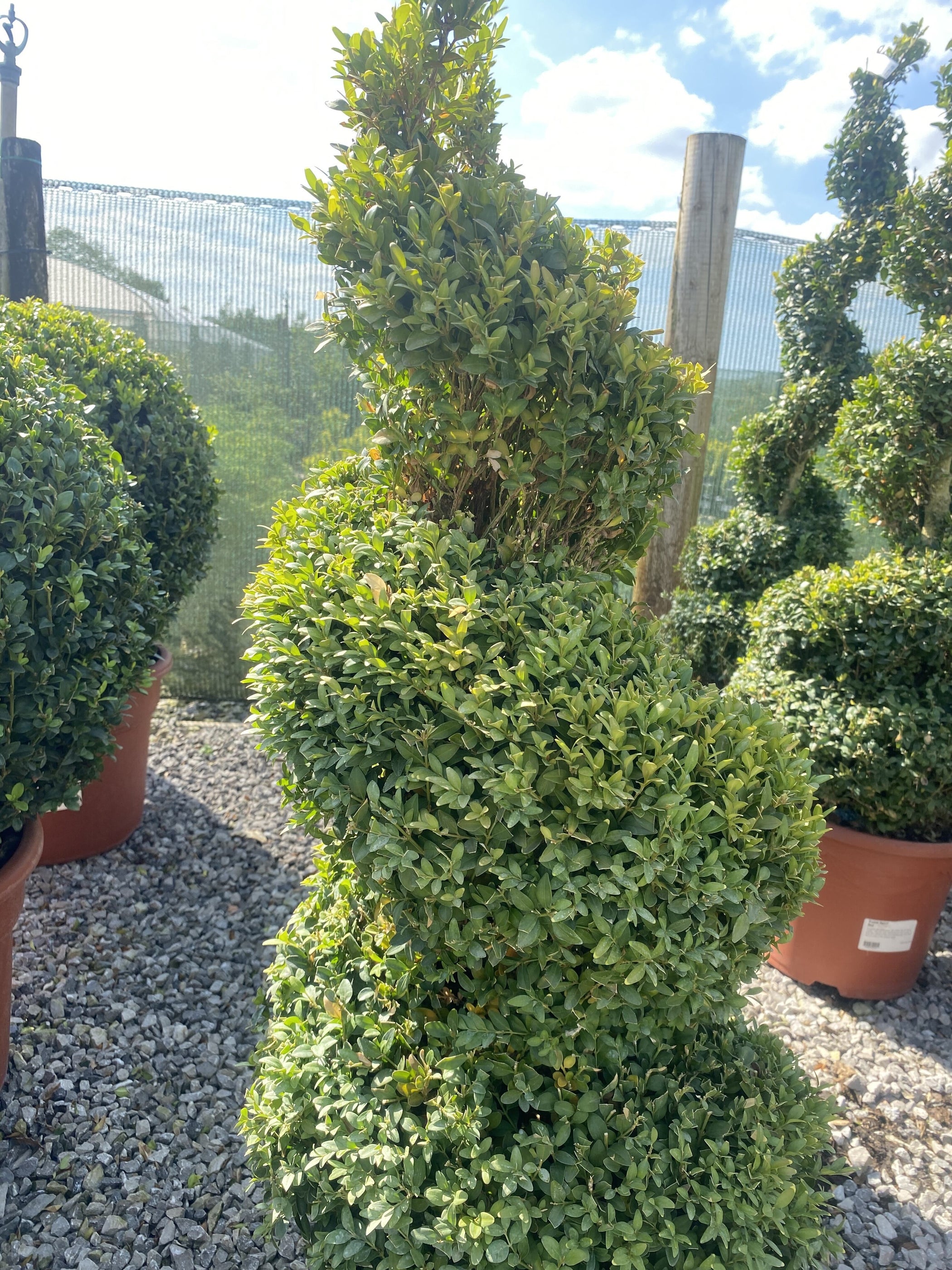 Buxus Or Box Spiral 10 Litre Pot 90-100cm — Grasslands Nursery