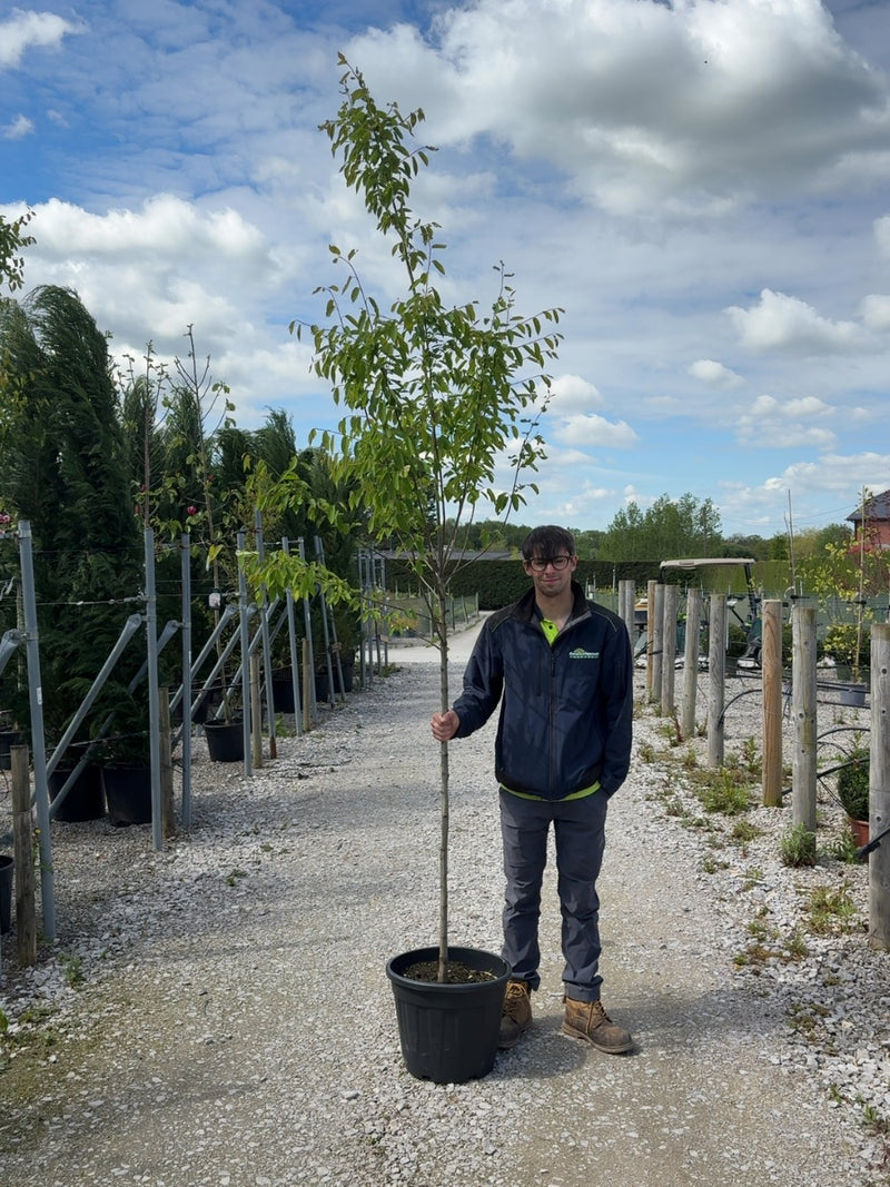 Amelanchier Robin Hill Std 6/8cm Girth Pot Growing Ready-Pre-Order June