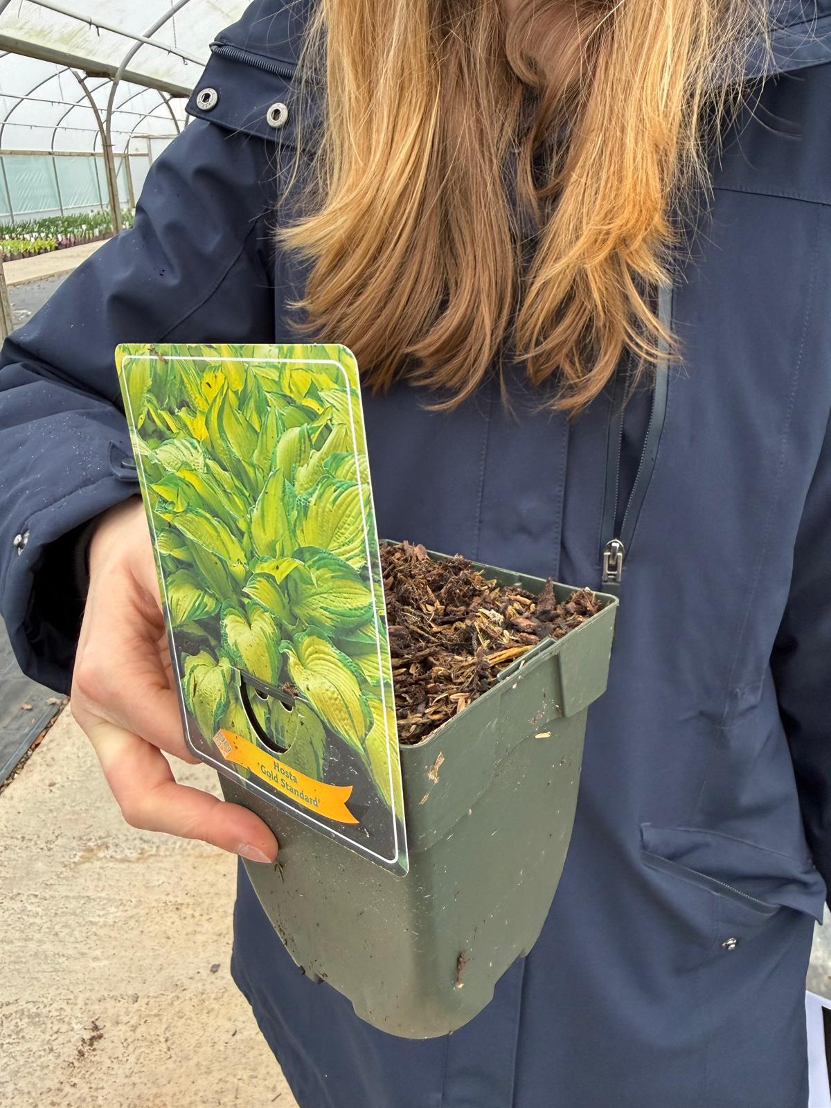 Hosta Gold Standard 11 cm Pot