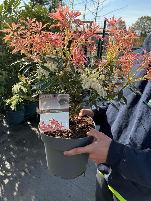 Pieris Japonica Flaming Silver 5 Litre Pot