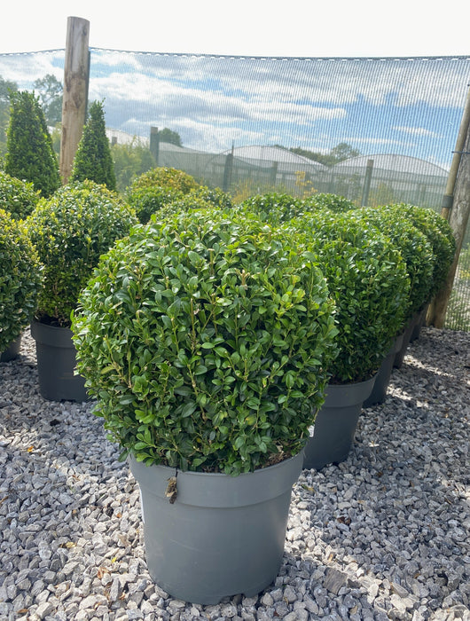 Buxus Ball 7.5 Litre Pot 30-35cm