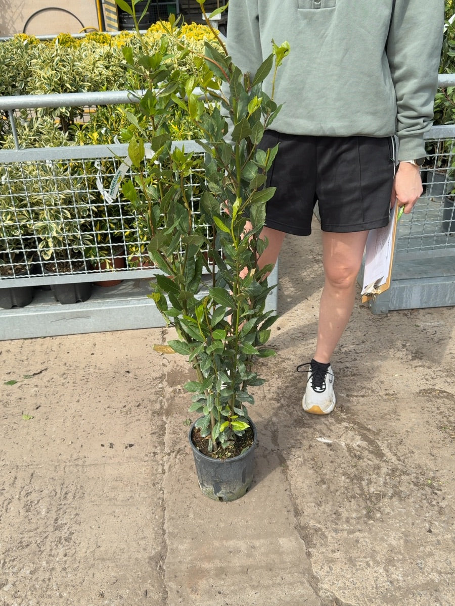 Laurus Nobilis 3 Litre Pot 80-100cm