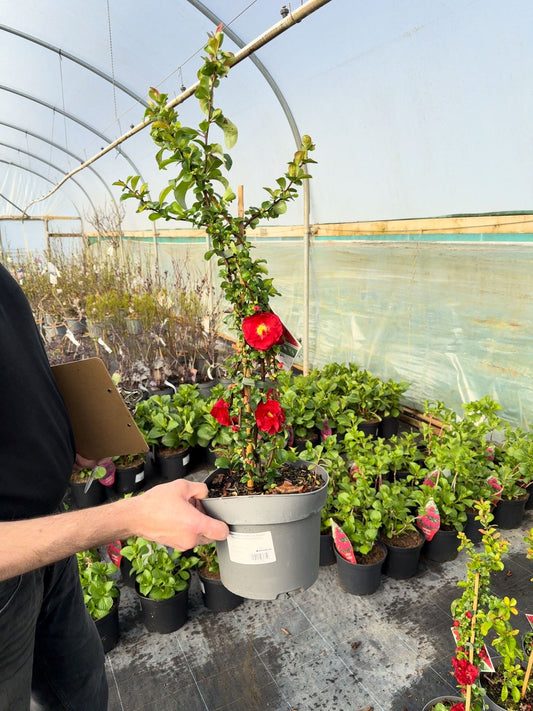 Chaenomeles speciosa Scarlet Storm 4 Litre Pot 40/60cm