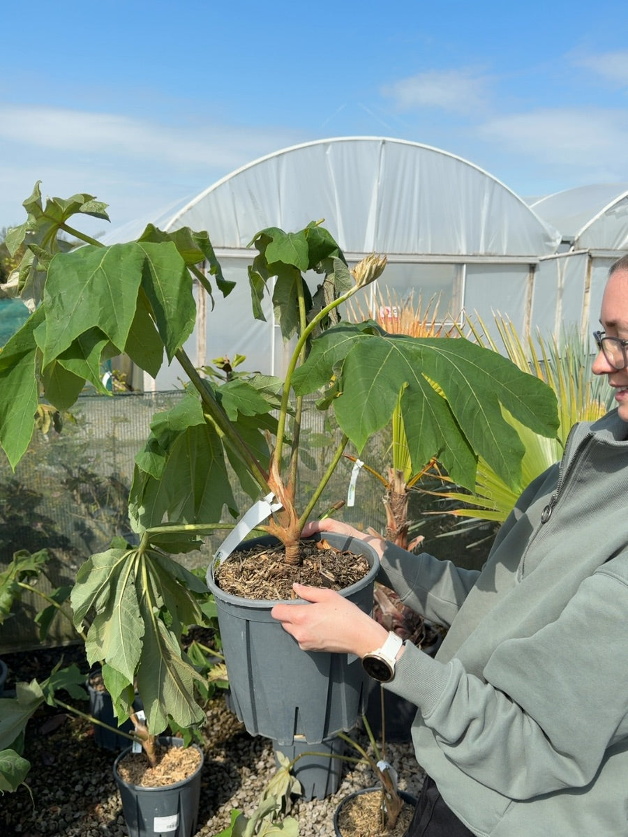 Tetrapanax Papyrifer- Rice Paper Plant 9 Litre Pot