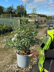 Osmanthus Burkwoodii 4.5 Litre Pot
