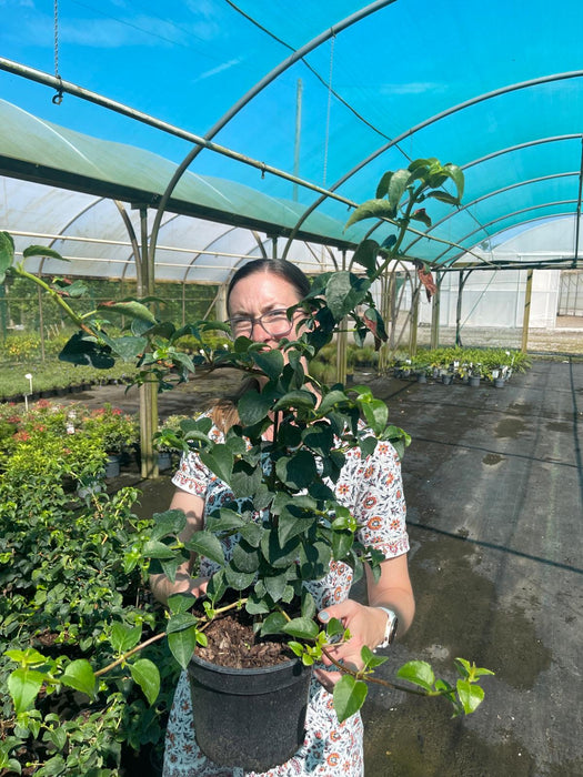 Hydrangea Petiolaris 3 Litre Pot