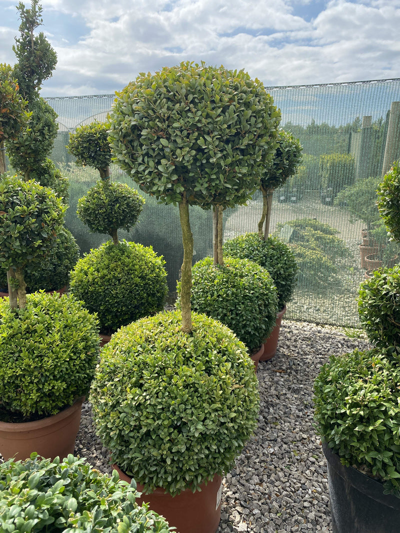 Buxus Sempervirens Duo-Ball Stack 70-80cm 7.5 Litre Pot