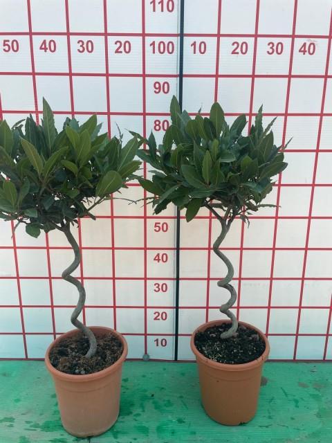 Laurus Nobilis 1/4 Standard Spiral Stem