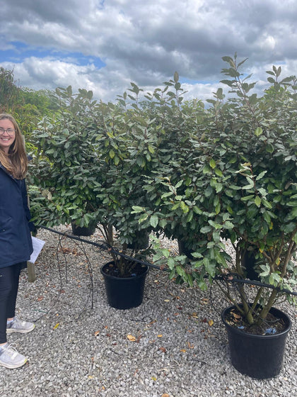 Elaeagnus Ebbingei Parachute 40 Litre Pot