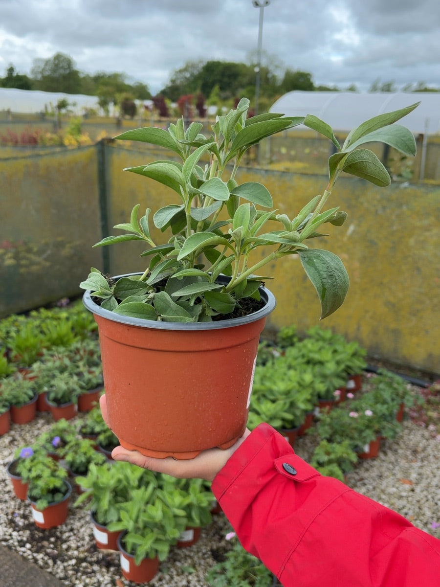 Cistus Silver Pink 2 Litre Pot