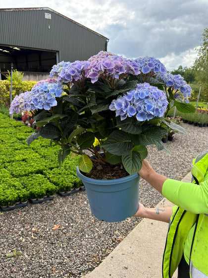 Hydrangea Mac Blue Ball 15 Litre Pot