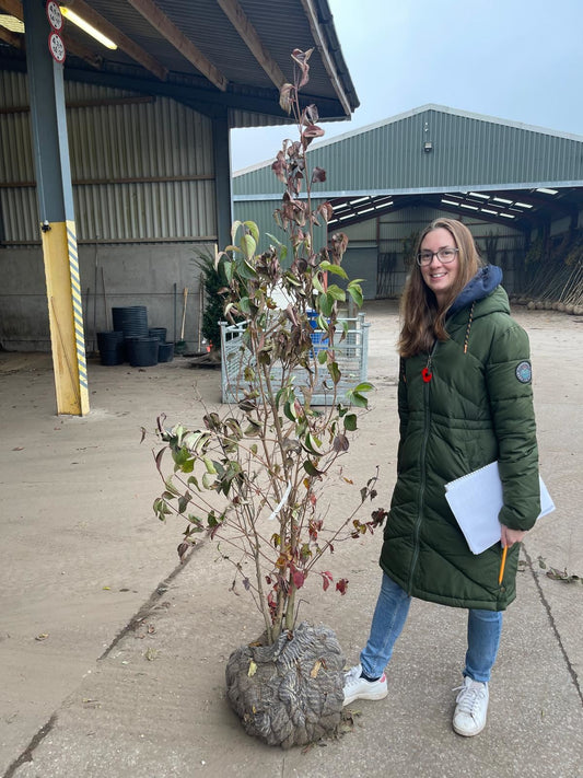 Cornus Kousa Chinensis Multi Stem 150/175cm Root Ball Delivery November Onwards