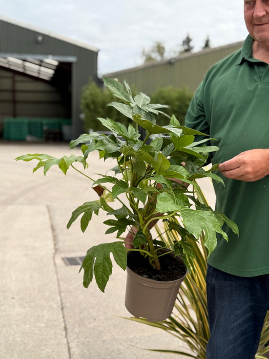 Fatsia Japonica 5 Litre Pot