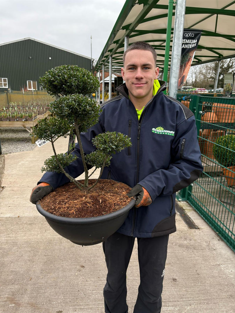 Ilex Crenata Glorie Dwarf Bonsai 15 litre Pot