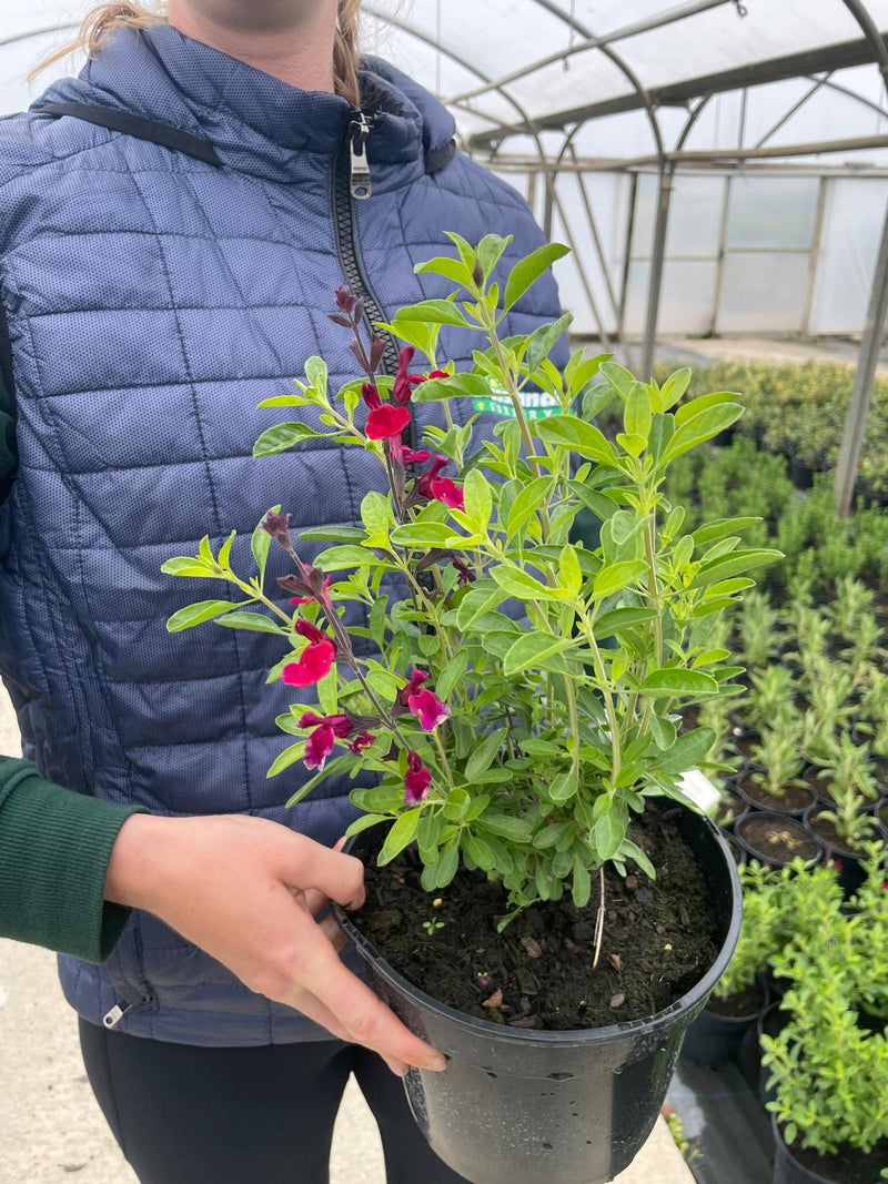 Salvia Jamensis Magical Zambesi 3 Litre Pot