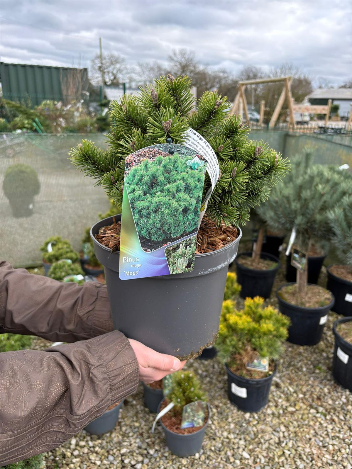 Pinus Mugo Mops 5 Litre Pot