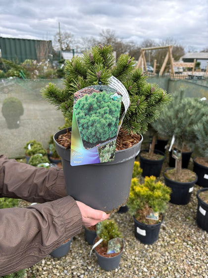 Pinus Mugo Mops 5 Litre Pot