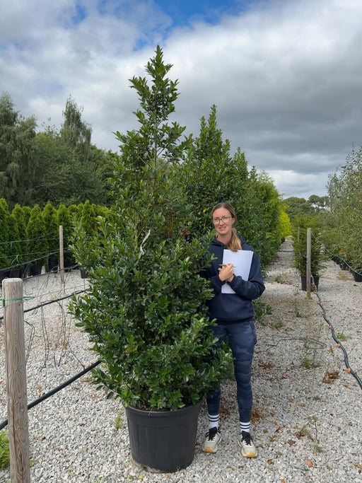 Ilex Mes Blue Maid 175/200cm Root Ball