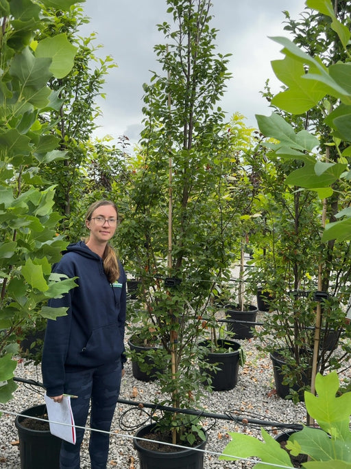 Carpinus Betulus Orange Retz 15 Litre Pot