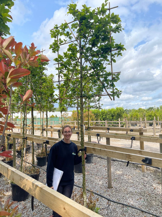 Green Beech Fagus Pleached 180cm Trunk 140cm H x 120cm W Frame 10/12 Girth