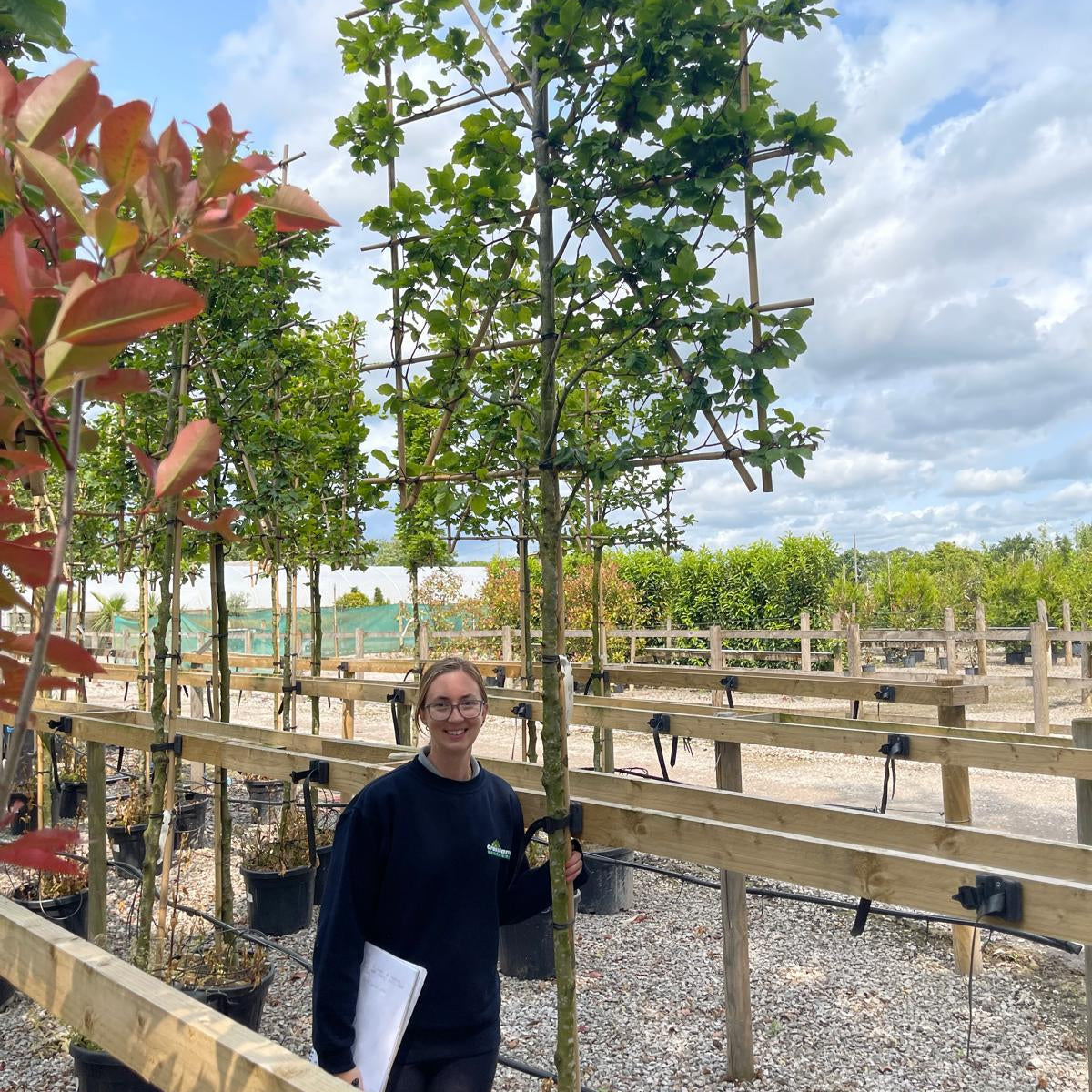 Green Beech Fagus Pleached 180cm Trunk 140cm H x 120cm W Frame 10/12 G ...