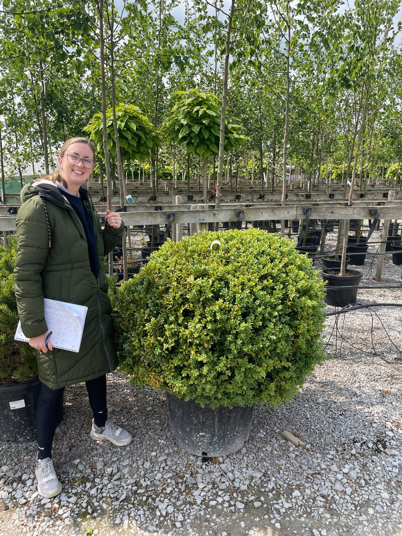Buxus Ball 120cm Special