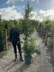 Prunus Lusitanica - Portuguese Laurel  Brenelia 15 Litre Pot