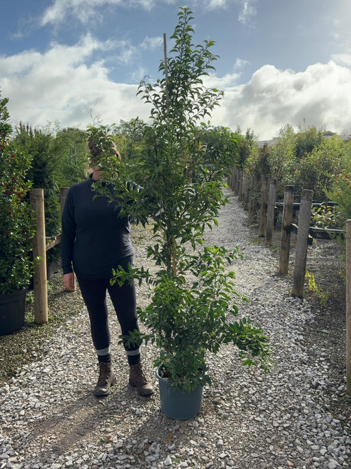Prunus Lusitanica - Portuguese Laurel  Brenelia 15 Litre Pot