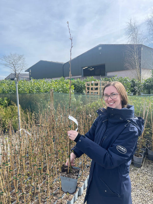 Hornbeam Hedging 2 Litre Pot 60/80