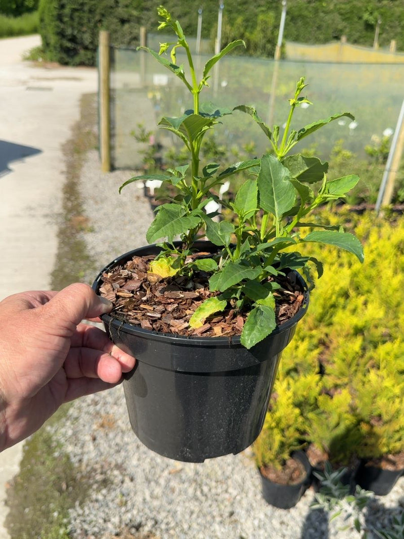 Phygelius Colorburst Yellow - Cape Fuchsia 3 Litre Pot