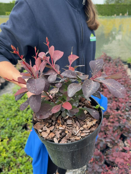 Berberis ottawensis 'Superba' - Purple Barberry 3 Litre Pot