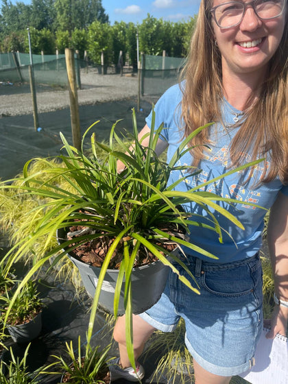 Liriope Muscari Big Blue 5 Litre Pot