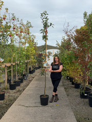 Malus Red Sentinel 18 Litre Pot 200/250cm