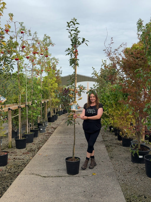 Malus Red Sentinel 18 Litre Pot 200/250cm