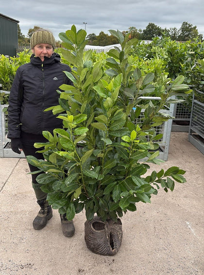 Pallet Deal Cherry Laurel Hedging 125/150cm Root Ball x 20 Delivery Jan/Feb