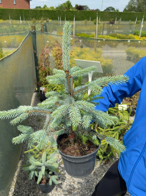 Picea Pungens Fat Albert 3 Litre Pot