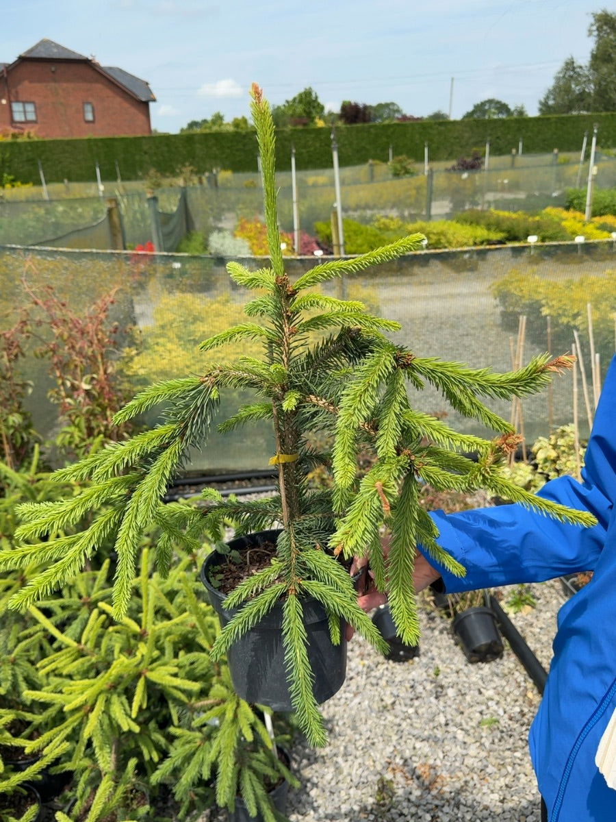 Picea Abies Inversa Pendula 3 Litre Pot
