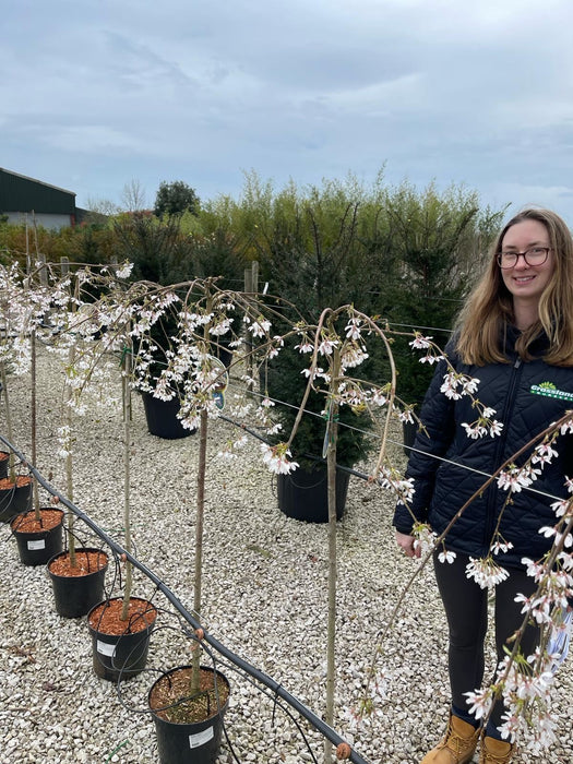 Prunus Yedoensis 15 Litre Pot