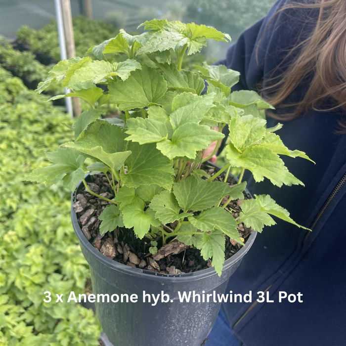 12 x Autumn Flowering Perennial Border Pack