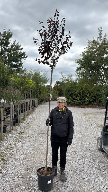 Prunus cerasifera Nigra 12 Litre Pot