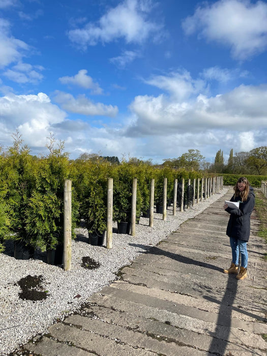Thuja Brabant 35 Litre Pot 175-200cm