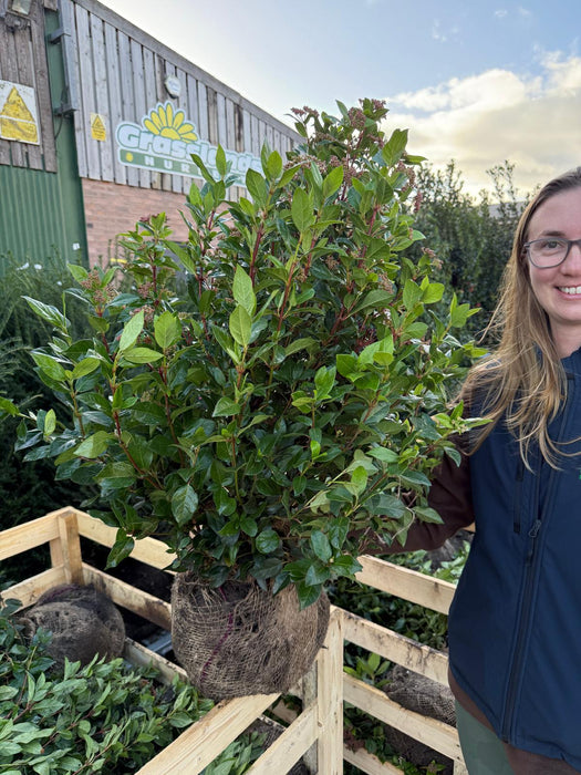 Viburnum Tinus 80/100cm Root Ball