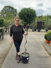 Laurus Nobilis Strong 1/2 Standard 120cm Spiral Stem 20 Litre Pot
