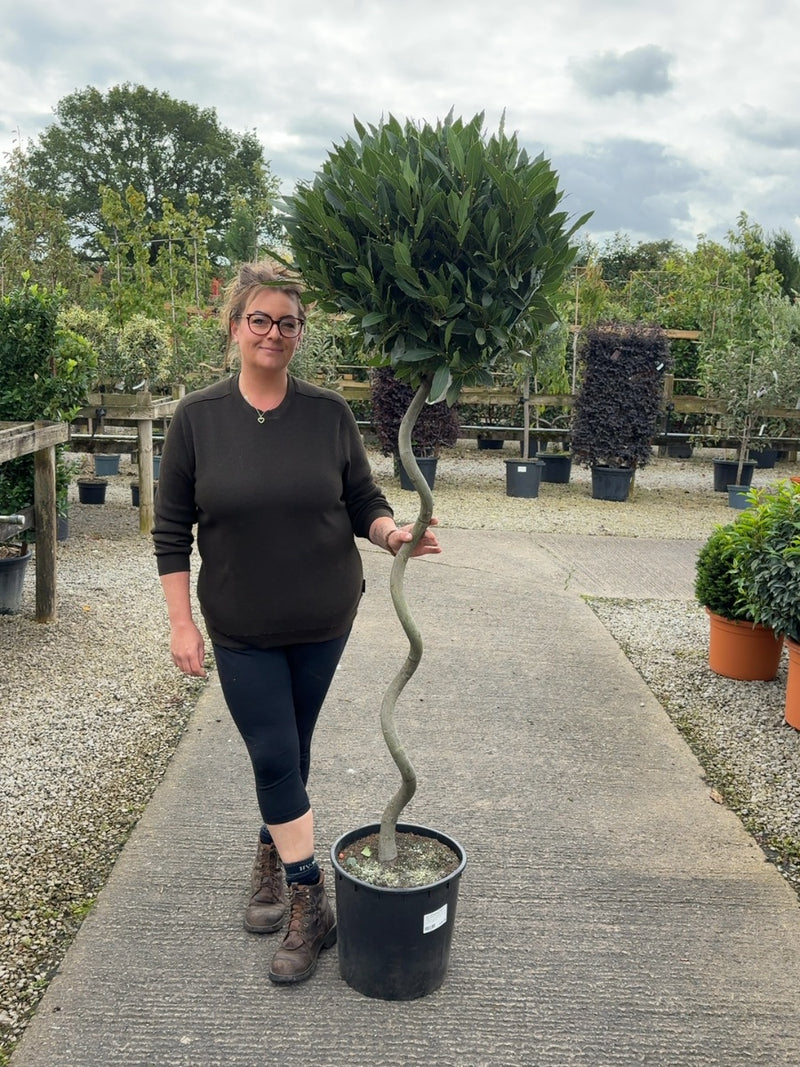 Laurus Nobilis Strong 1/2 Standard 120cm Spiral Stem 20 Litre Pot