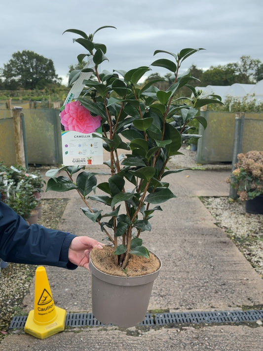 Camellia Japonica Nuccio's Cameo 3 Litre Pot